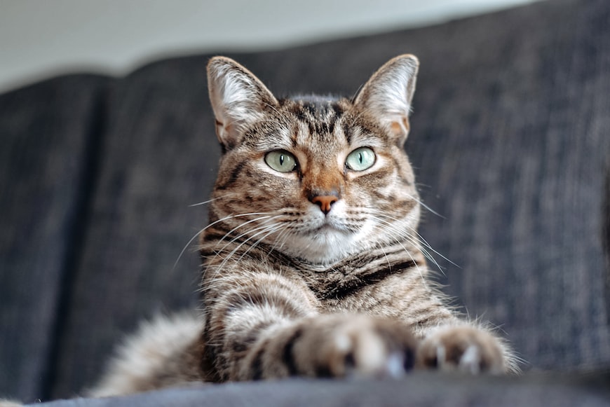 Sort Cats Images By Breed In 5 Minutes Or Less With This API
