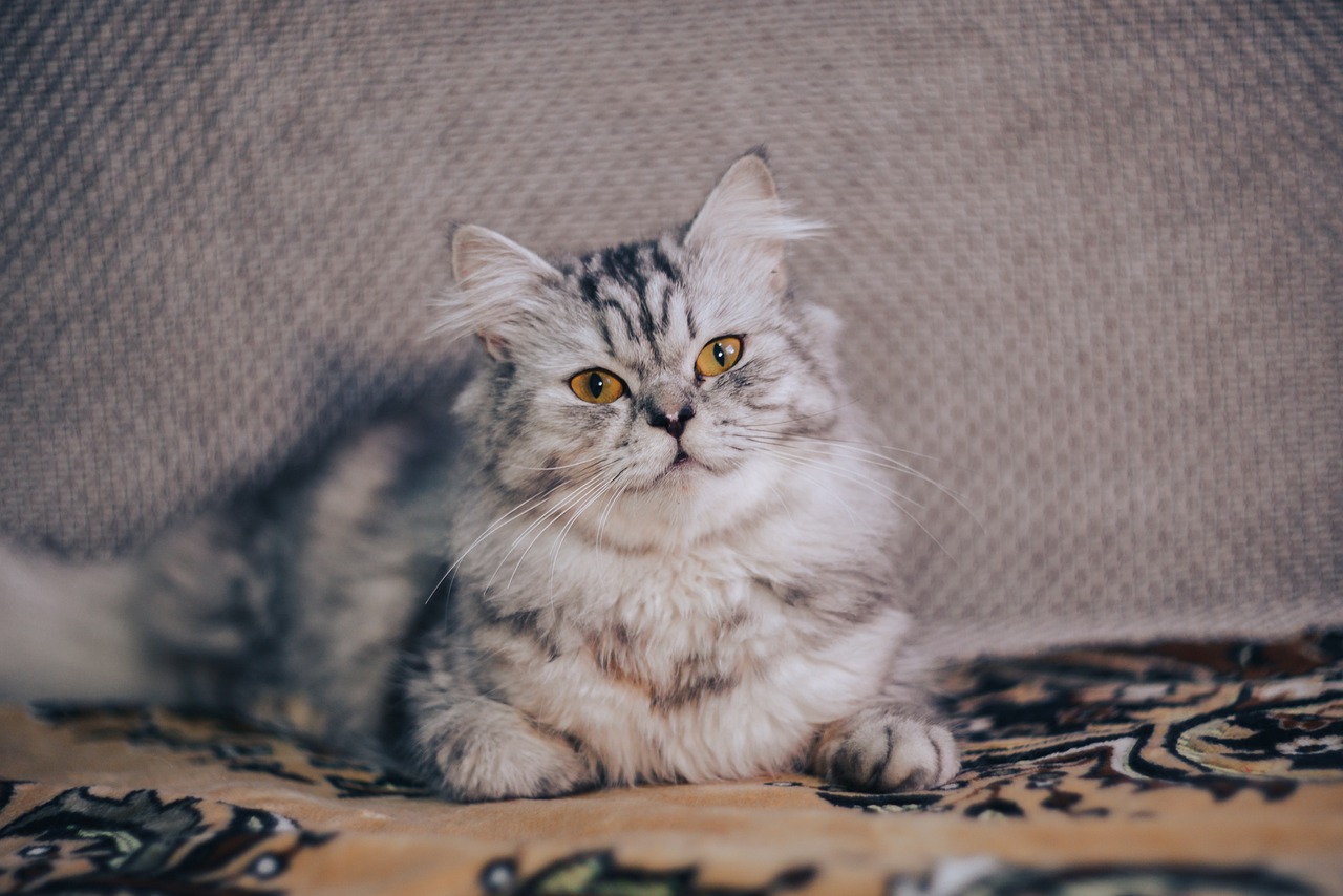 Where To Find An Easy To Use API For Cat Breed Recognition In Images