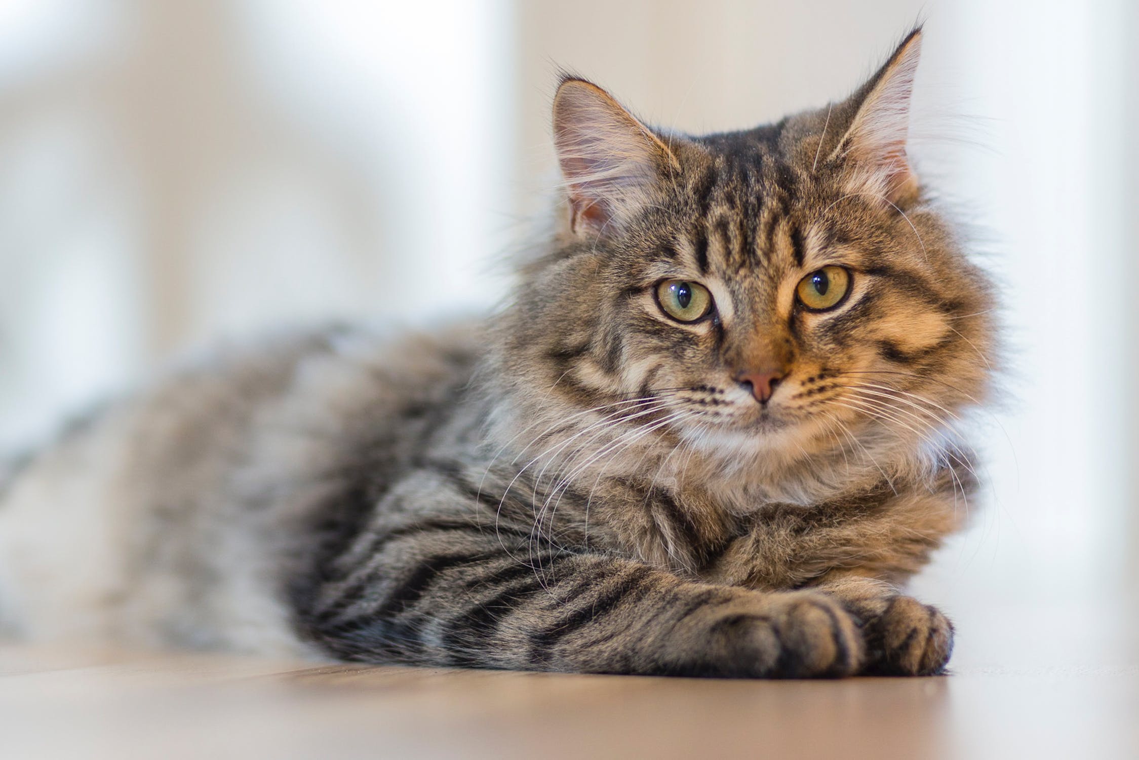 How Animal Rescue Websites Can Benefit From Using An API For Cat Breed Recognition