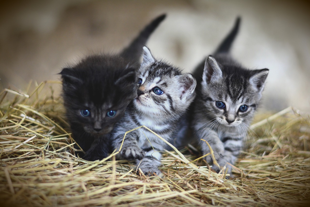 3 Best Cat Breed Recognition APIs You Can Use Today