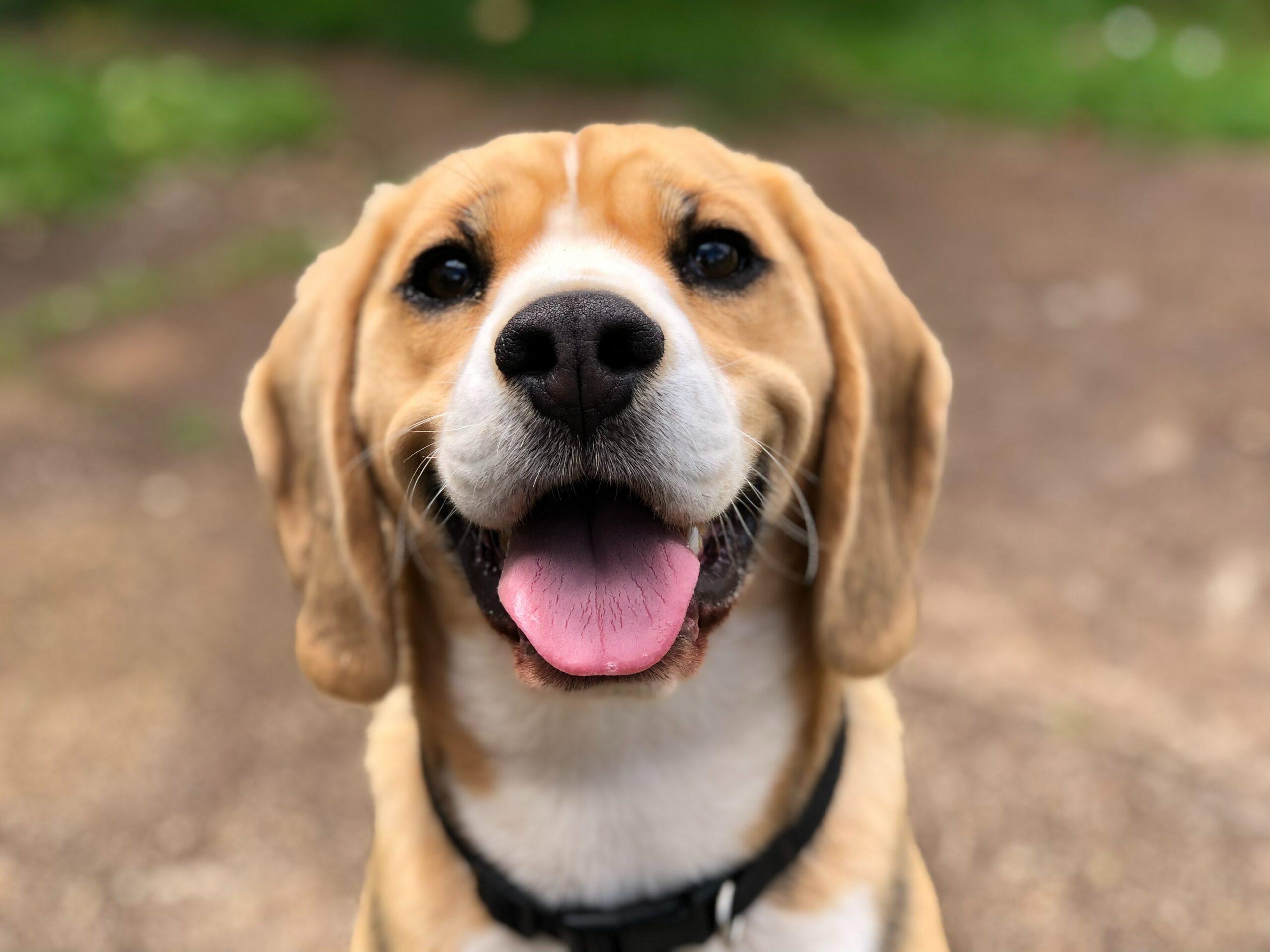 How An API Can Get You Accurate Dog Breed Information