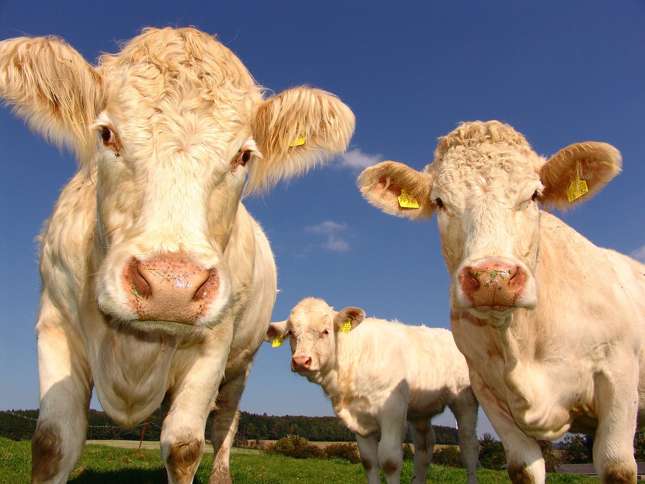 The Advantages Of Using An API For Customizing Live Cattle Information To Your Needs