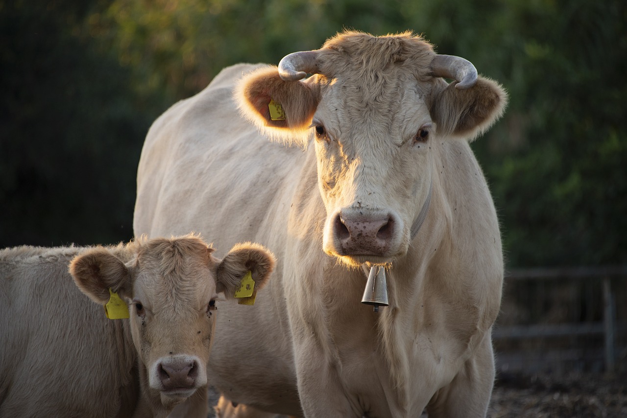 A Guide To Getting Live Cattle Futures Via An API