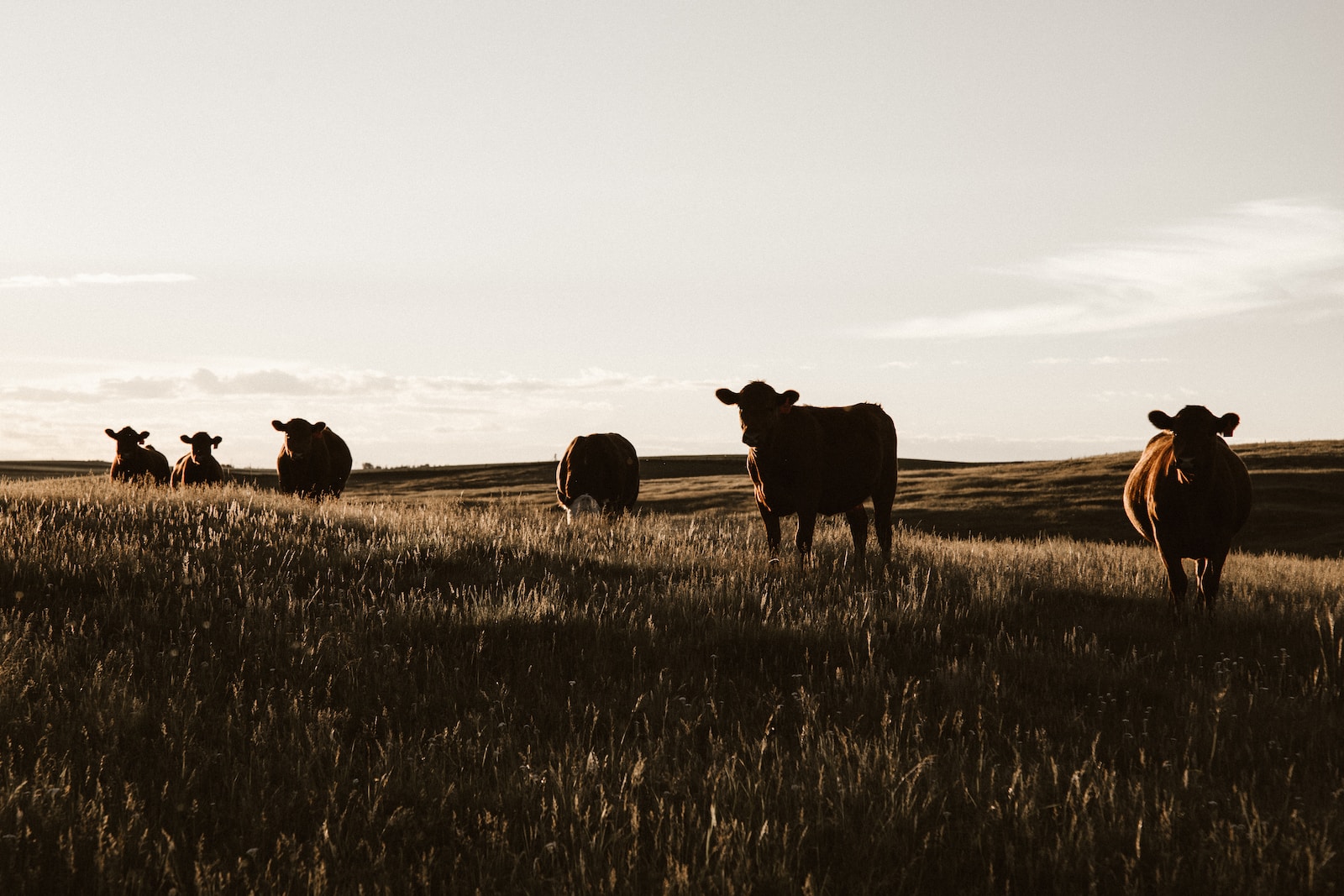 Is It Viable To Obtain Live Cattle Apr 2024 Via An API?